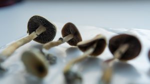 Psilocybin Mushrooms
